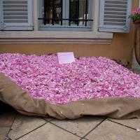Grasse, capitale mondiale du parfum