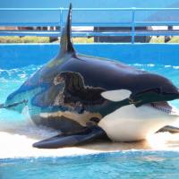 Marineland